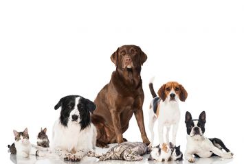 結晶性D-キシロース